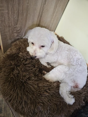 Cozy Round Pet Bed in Stylish Gradient for Large Dogs photo review