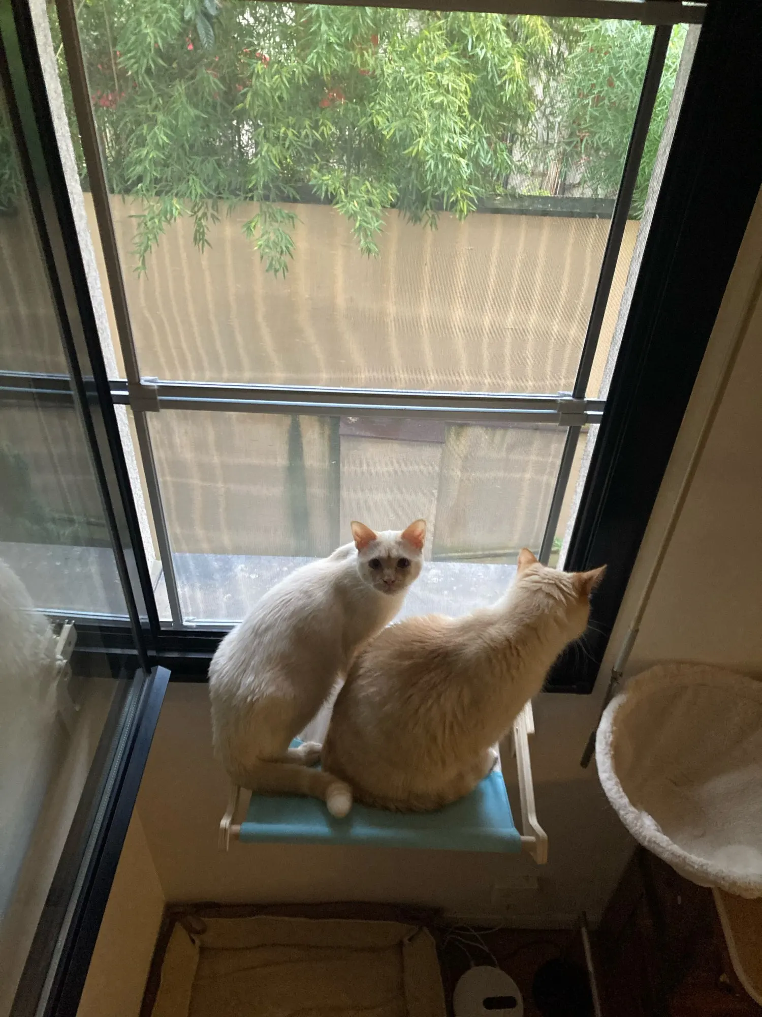 Cozy Cat Hammock with Window View & Wooden Stand photo review