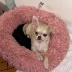 Plush Donut Cat Bed: Cozy, Washable Comfort for Pets photo review