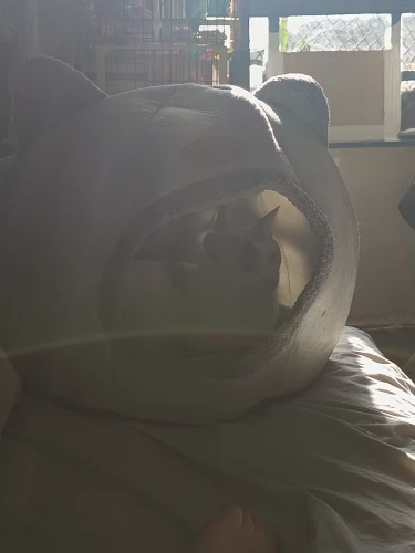 Cozy Cotton Cat Cave: Ultimate Winter Pet Bed Retreat photo review