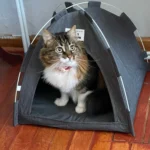 Versatile Foldable Cat Tent: Cool & Cozy All-Season Haven photo review