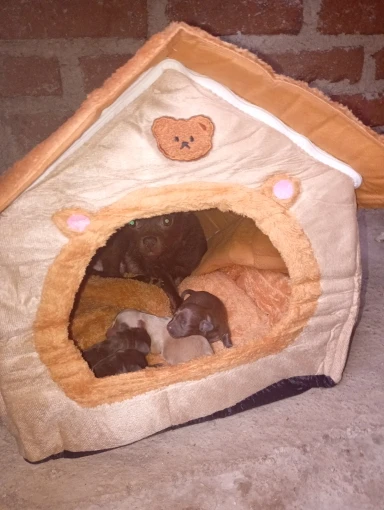Cozy Foldable Pet House: Washable Cave for Cats & Small Dogs photo review