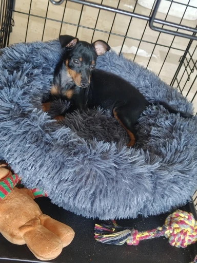 Cozy Round Pet Bed in Stylish Gradient for Large Dogs photo review