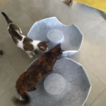 Cozy Dual Cat Bed & Tunnel - Interactive Plush Nest photo review