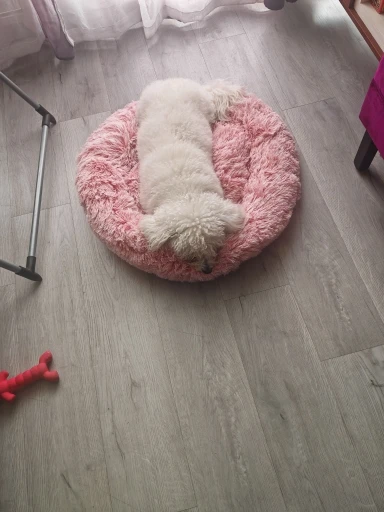 Cozy Round Pet Bed in Stylish Gradient for Large Dogs photo review