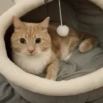 Cozy Cartoon Cat Bed: Removable, Washable, & Foldable Delight photo review
