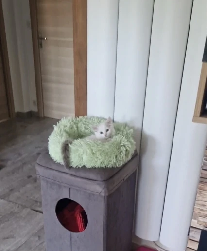 Home Plush Pet Nest Winter Cat Nest Dog Nest Warm Detachable and Washable Round Cat Nest Pet Bed Seasonal Universal Decoration photo review