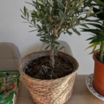 Chic Straw Weaving Flower Pot Basket for Indoor & Outdoor Decor photo review