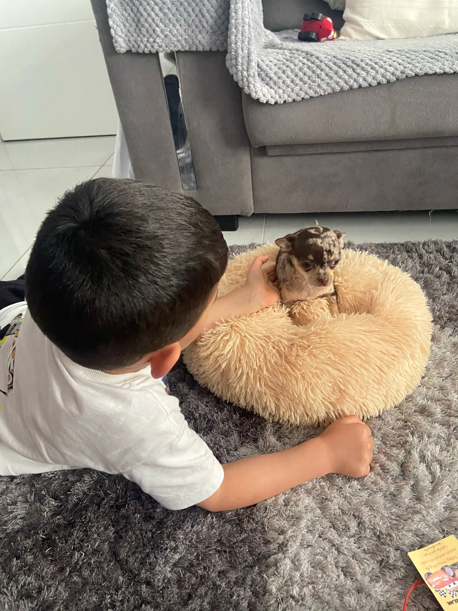 Cozy Round Pet Bed in Stylish Gradient for Large Dogs photo review