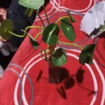 Charming Ceramic Mini Vase for Rustic Hydroponic Decor photo review