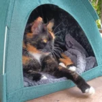 Versatile Foldable Cat Tent: Cool & Cozy All-Season Haven photo review