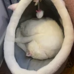 Cozy Cartoon Cat Bed: Removable, Washable, & Foldable Delight photo review