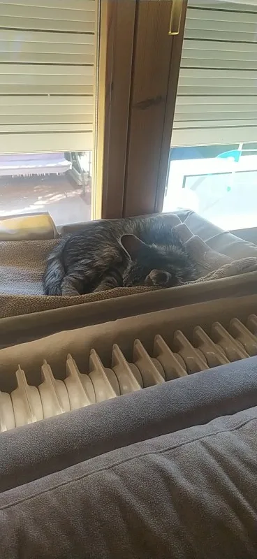 Sunny Cat Hammock Bed - Cozy Aerial Window Nest for Cats photo review