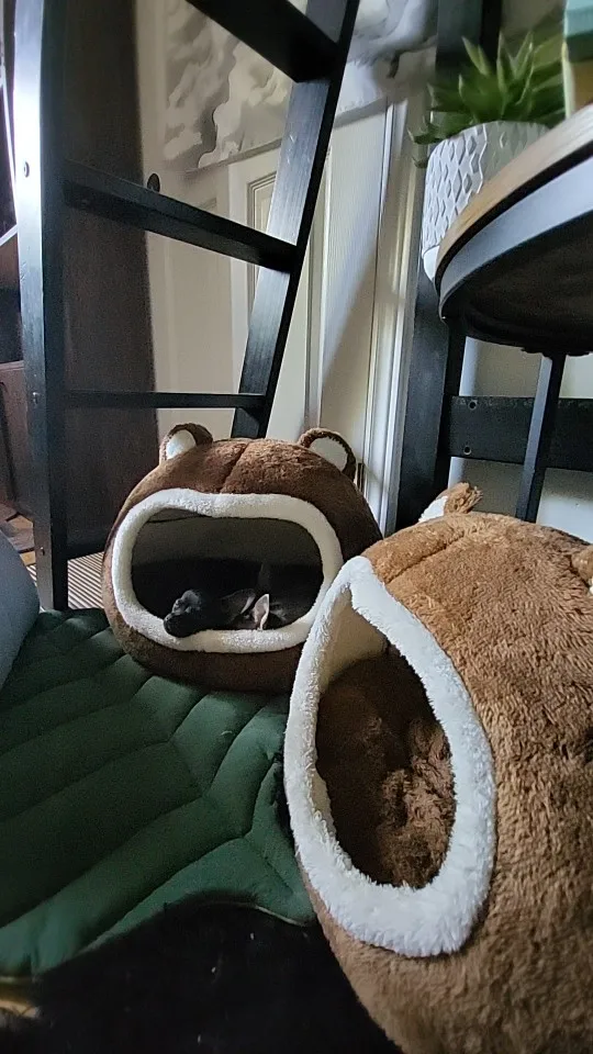Cozy Plush Cat Cave: The Ultimate Lounger for Feline Comfort photo review
