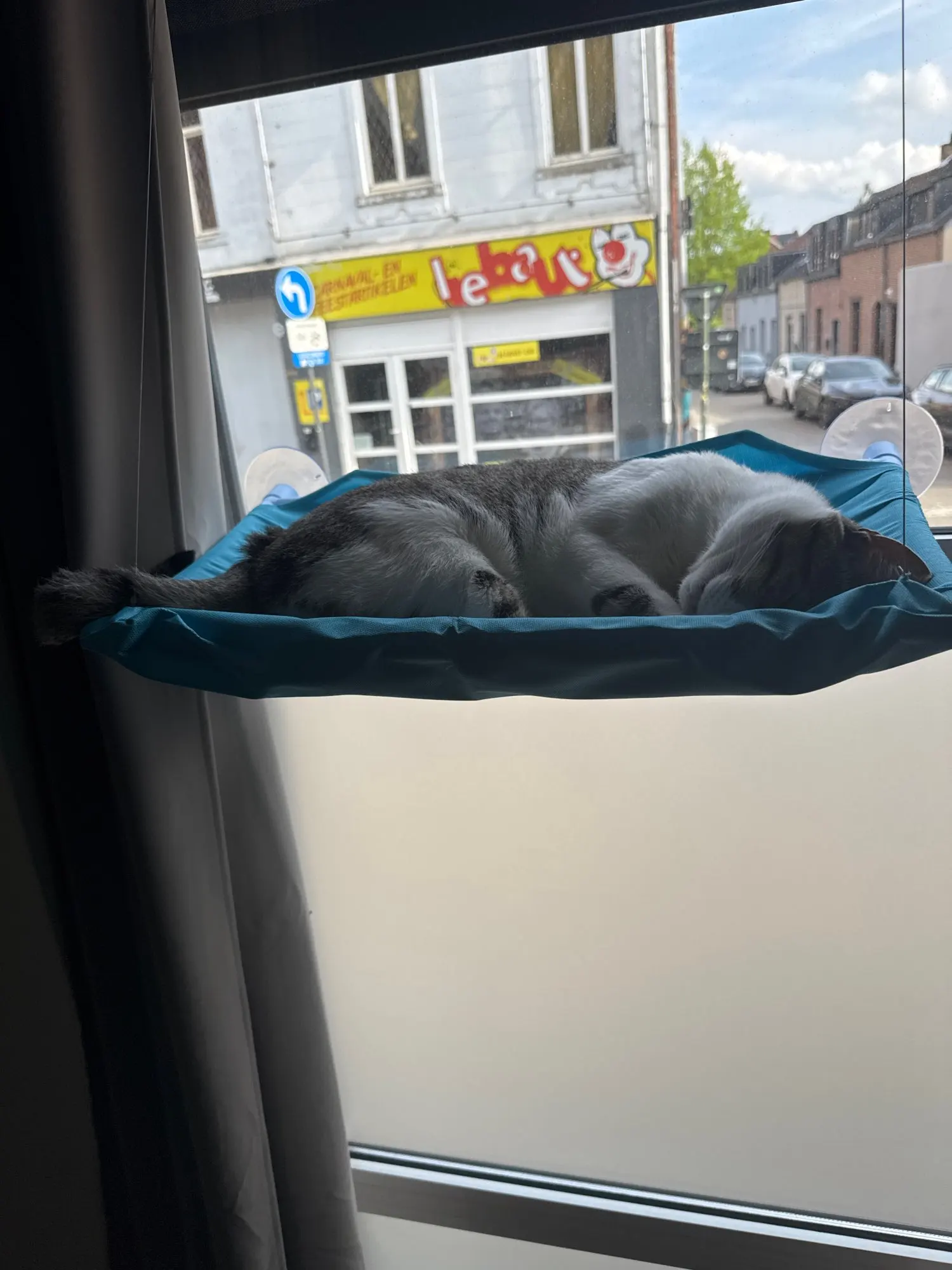 Sunny Cat Hammock Bed - Cozy Aerial Window Nest for Cats photo review