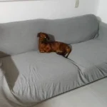 Luxurious Jacquard Sofa Cover for Custom Fit Comfort photo review