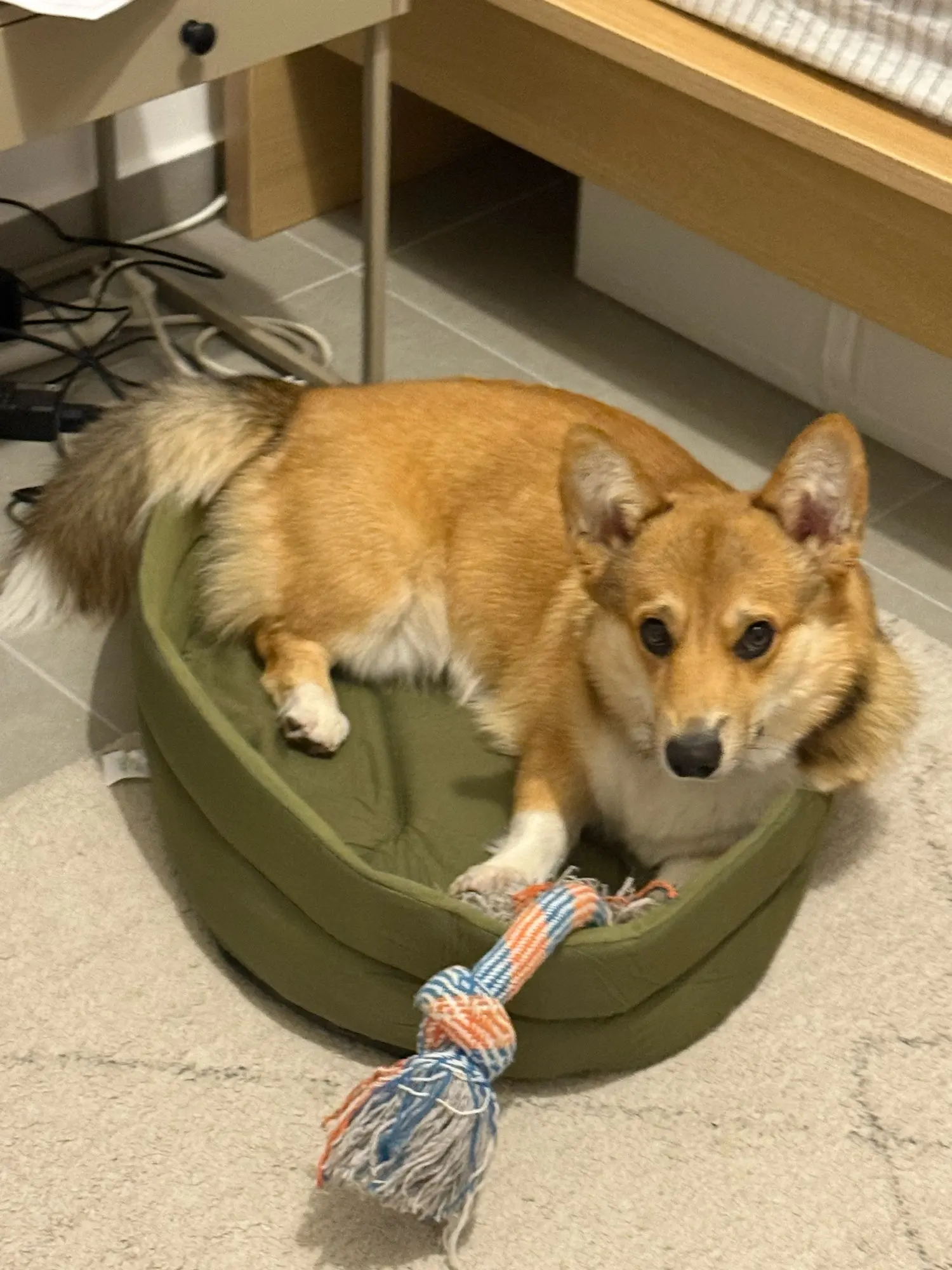 Dog Cushions Pet Bed Sofa Beds Large Dogs Fluffy Medium Blanket Pets Accessories Bad Mat Products Puppy Supplies Cats Small Big photo review