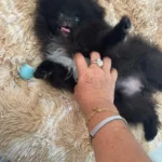 Cozy Round Pet Bed in Stylish Gradient for Large Dogs photo review