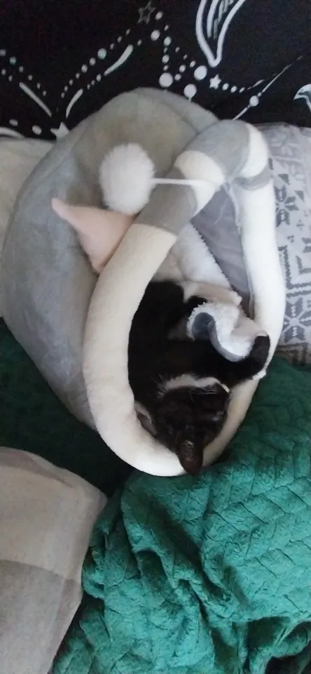 Cozy Cartoon Cat Bed: Removable, Washable, & Foldable Delight photo review