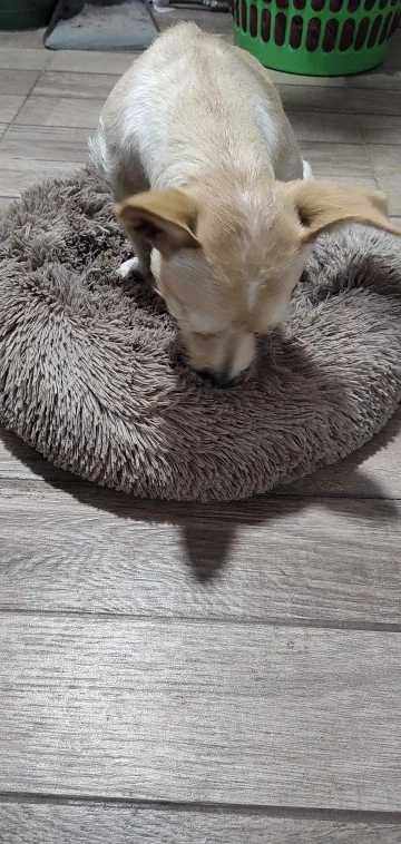 Cozy Plush Cat Bed for Ultimate Warmth & Comfort photo review