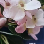 Luxurious Autumn White Silk Roses Bouquet for Timeless Elegance photo review