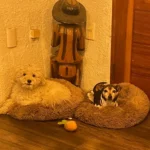 Cozy Plush Cat Bed for Ultimate Warmth & Comfort photo review