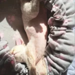 Cozy Adjustable Cotton Pet Nest Bed for Cats & Puppies photo review