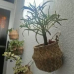 Seaweed Wicker Basket Rattan Hanging Flowerpot Dirty Clothes Storage WF1015 photo review