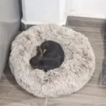 Cozy Round Pet Bed in Stylish Gradient for Large Dogs photo review