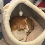 Cozy Cartoon Cat Bed: Removable, Washable, & Foldable Delight photo review
