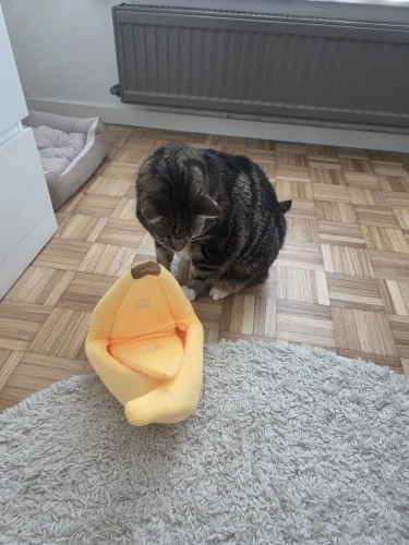 Cozy Banana Cat Bed: Cute & Portable Pet House for Cats photo review
