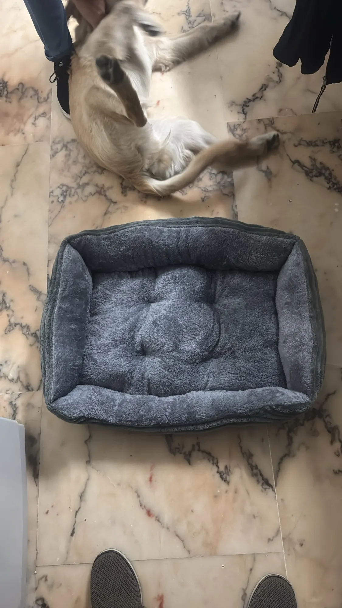 Bed for Dog Cat Pet Square Plush Kennel Medium Small Dog Sofa Bed Cushion Pet Calming Dog Bed House Pet Supplies Accessories photo review