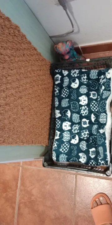 Cozy Plush Cat & Small Dog Bed Mat - Breathable & Soft photo review