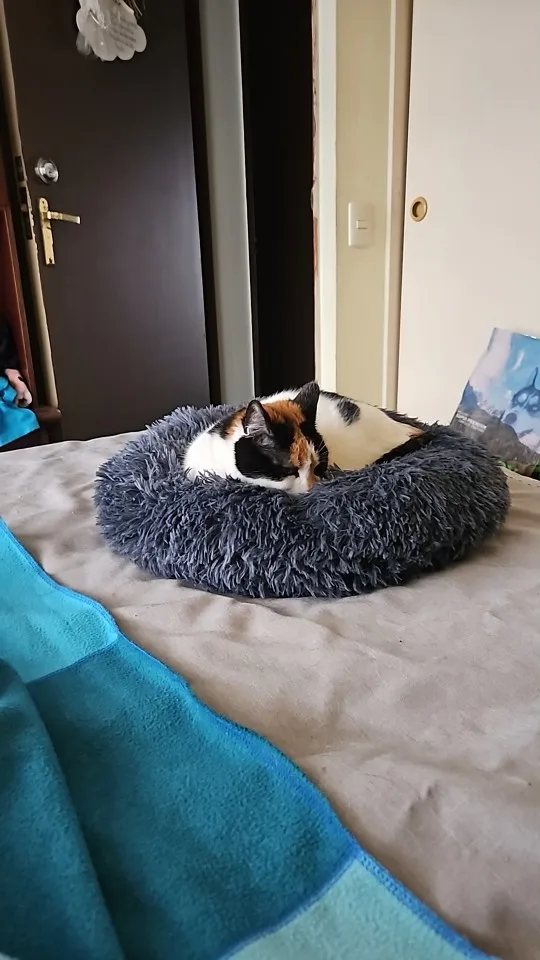 Plush Donut Cat Bed: Cozy, Washable Comfort for Pets photo review