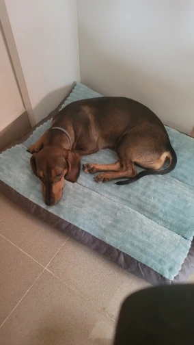 Cozy Corduroy Dog Bed - Detachable & Washable Comfort Mat photo review