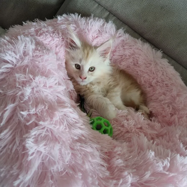 Plush Donut Cat Bed: Cozy, Washable Comfort for Pets photo review