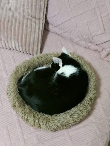 Home Plush Pet Nest Winter Cat Nest Dog Nest Warm Detachable and Washable Round Cat Nest Pet Bed Seasonal Universal Decoration photo review
