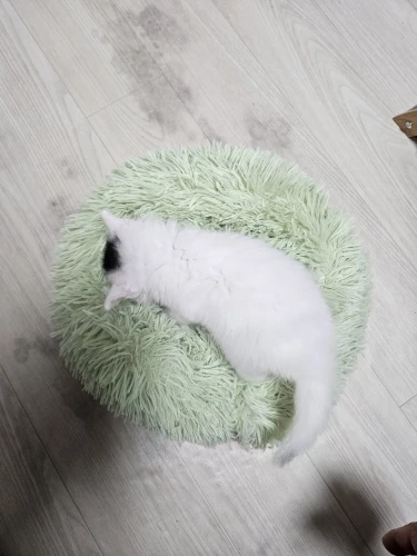 Plush Donut Cat Bed: Cozy, Washable Comfort for Pets photo review