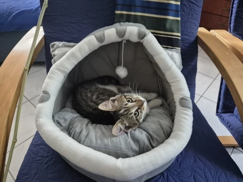Cozy Cotton Cat Cave: Warm Pet Bed for Cats & Small Dogs photo review