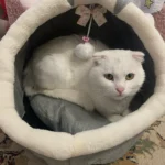 Cozy Cartoon Cat Bed: Removable, Washable, & Foldable Delight photo review