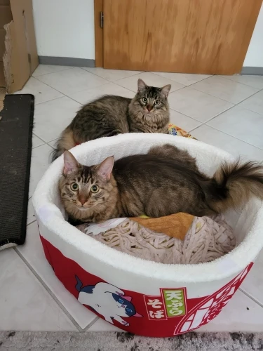Cozy Noodle-Shaped Pet Bed: Plush, Breathable & Versatile Home photo review