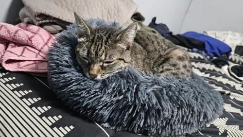 Home Plush Pet Nest Winter Cat Nest Dog Nest Warm Detachable and Washable Round Cat Nest Pet Bed Seasonal Universal Decoration photo review