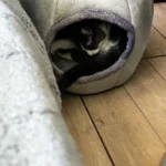 Cozy Cotton Cat Cave: Ultimate Winter Pet Bed Retreat photo review