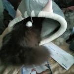 Cozy Cartoon Cat Bed: Removable, Washable, & Foldable Delight photo review