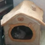 Cozy Foldable Pet House: Washable Cave for Cats & Small Dogs photo review