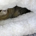 Cozy Plush Cat Sleeping Bag - Ultra Soft Travel Nest photo review