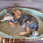 Dog Cushions Pet Bed Sofa Beds Large Dogs Fluffy Medium Blanket Pets Accessories Bad Mat Products Puppy Supplies Cats Small Big photo review