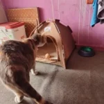 Versatile Foldable Cat Tent: Cool & Cozy All-Season Haven photo review