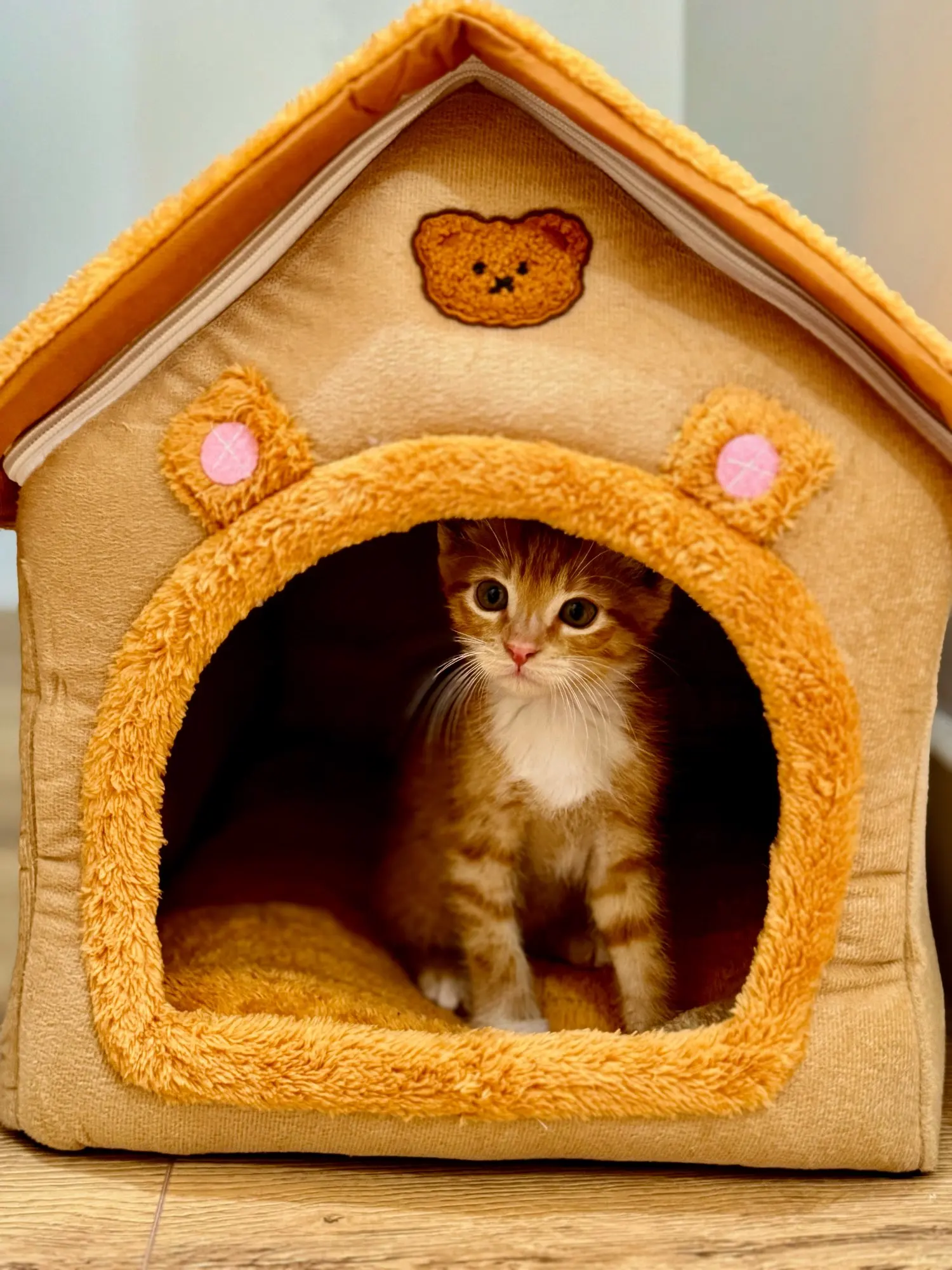 Cozy Foldable Pet House: Washable Cave for Cats & Small Dogs photo review
