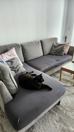 Waterproof Sofa Cushion Cover - Elastic Pet & Kid Protector photo review